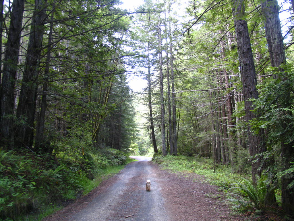 Bear on Jackson Forest Logging Road